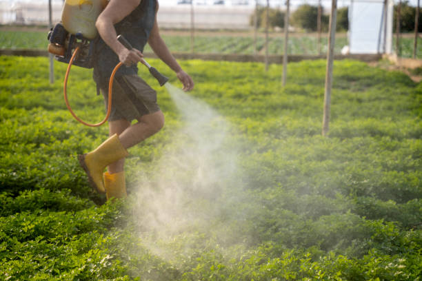 Best Pest Inspection Near Me  in Wilson, AR
