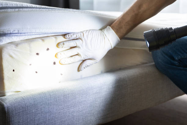 Best Wasp Removal Services  in Wilson, AR