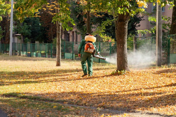 Best Local Pest Control Services  in Wilson, AR